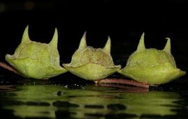   Fruits:   Sesamum eriocarpum ; Photo by tjeerd, gbif.org
